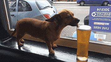 Beer