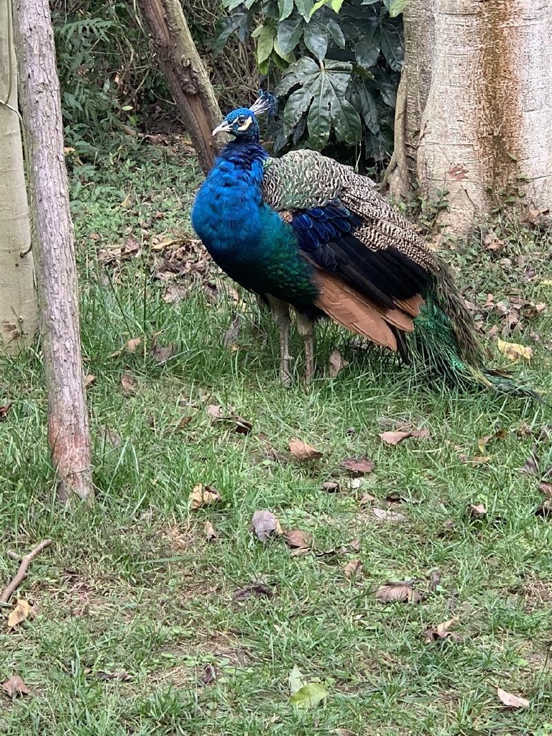 Peacock with a brilliant blue neck and trailing tail feathers stands on grass between tree trunks in Chengdu