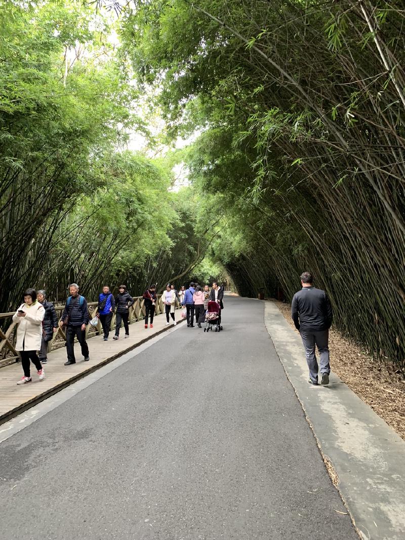 Visitors in winter coats walk a paved path under arching bamboo groves in Chengdu, China