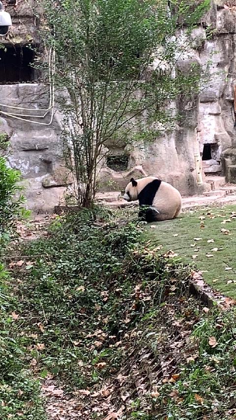 A giant panda curls up on grass beside a rock wall in a Chengdu enclosure, China