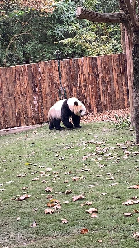 A giant panda walks across a leaf-strewn lawn beside a log fence in Chengdu, China