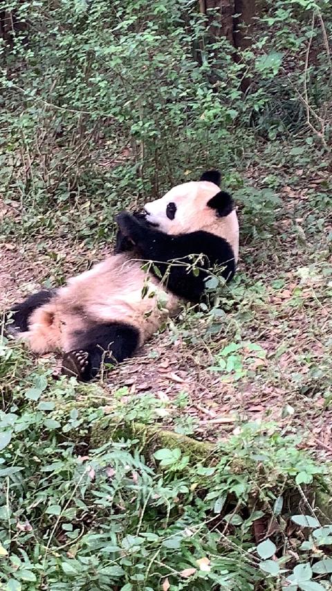 A giant panda lies on its back among green undergrowth, chewing a bamboo shoot, in Chengdu, China