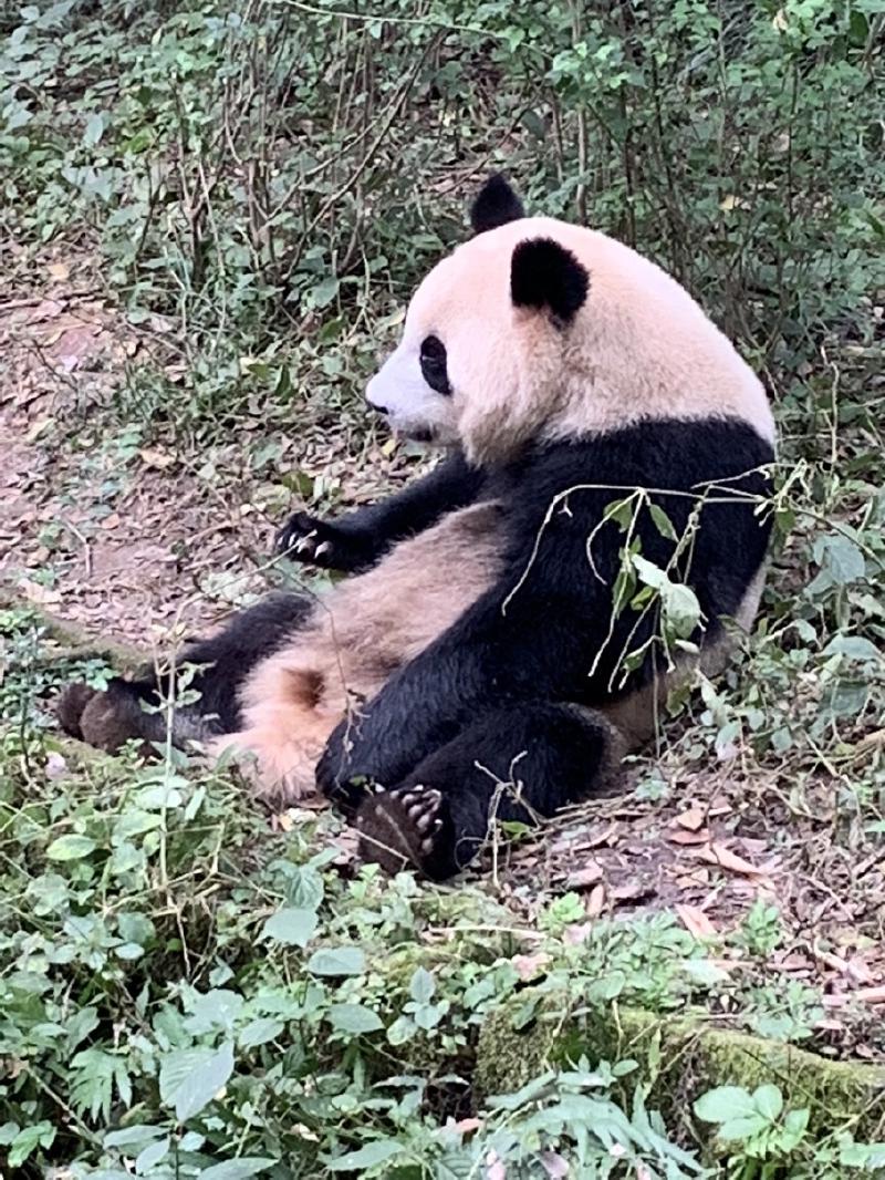 A giant panda sits upright on leaf litter, paws outstretched, surrounded by greenery in Chengdu, China