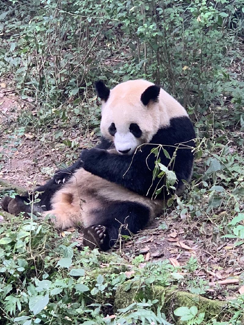 A giant panda reclines on the forest floor with a foreleg tucked across its chest, in Chengdu, China