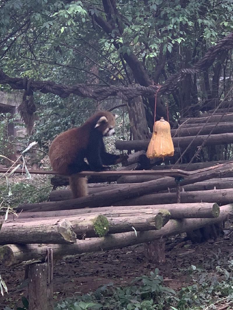 A red panda perches on log beams beside a squash hung from a rope in a Chengdu enclosure, China