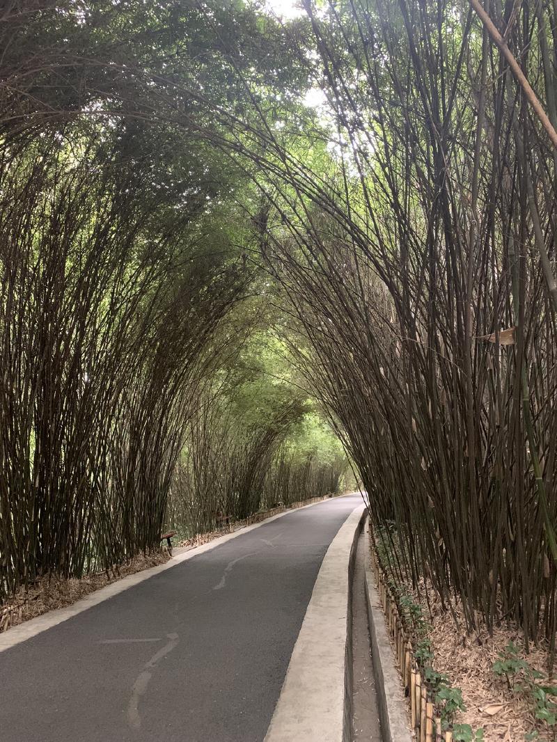 An empty paved path curves through a tunnel of tall bamboo arching overhead in Chengdu, China