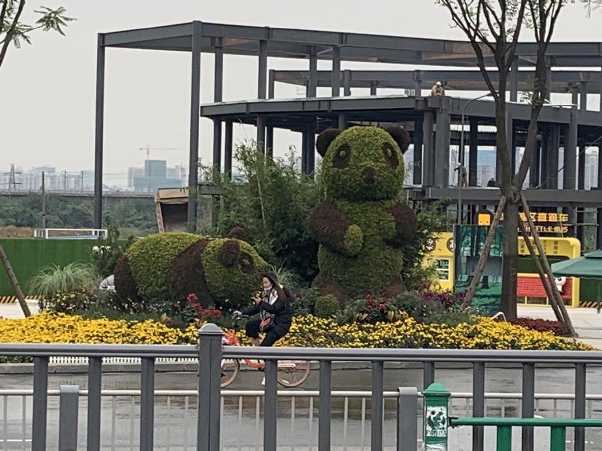 A cyclist passes giant panda topiaries and yellow flowerbeds in front of a building under construction, Chengdu, China