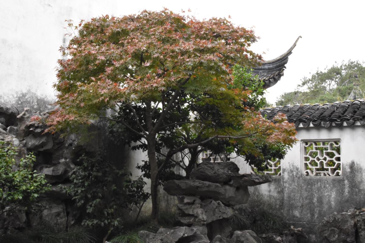 A red-leafed maple grows out of a limestone rockery beside a whitewashed garden wall with a latticed window in Shanghai