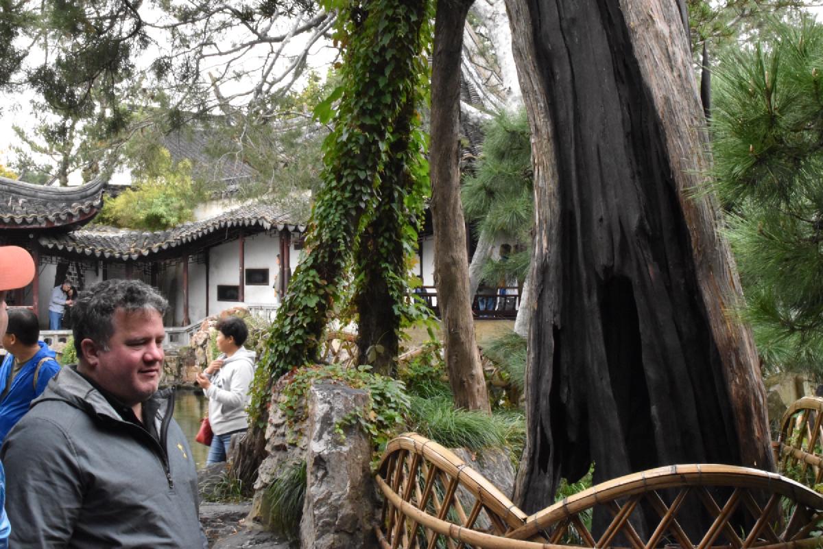 A man in a grey jacket stands on a garden path beside a hollow tree trunk and bamboo fence, tiled pavilions across the pond