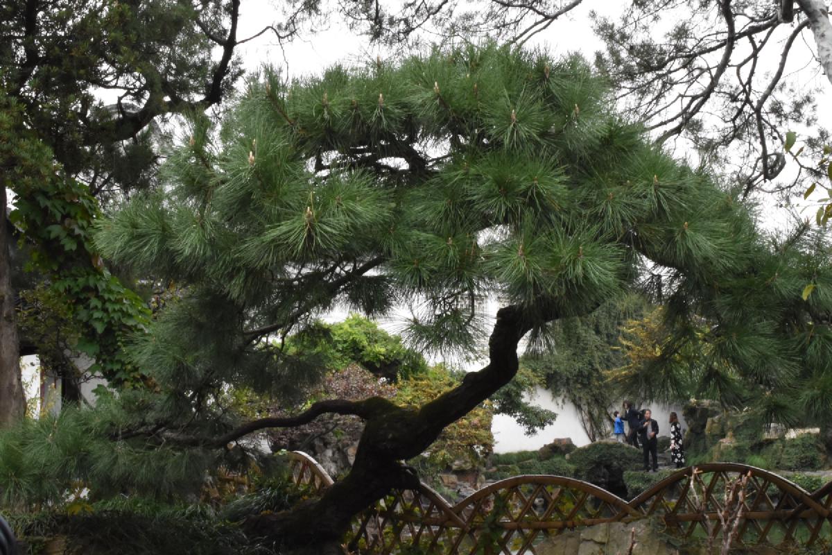 An old pine leans horizontally over a bamboo garden fence, its flat canopy spread wide as visitors walk past a white wall