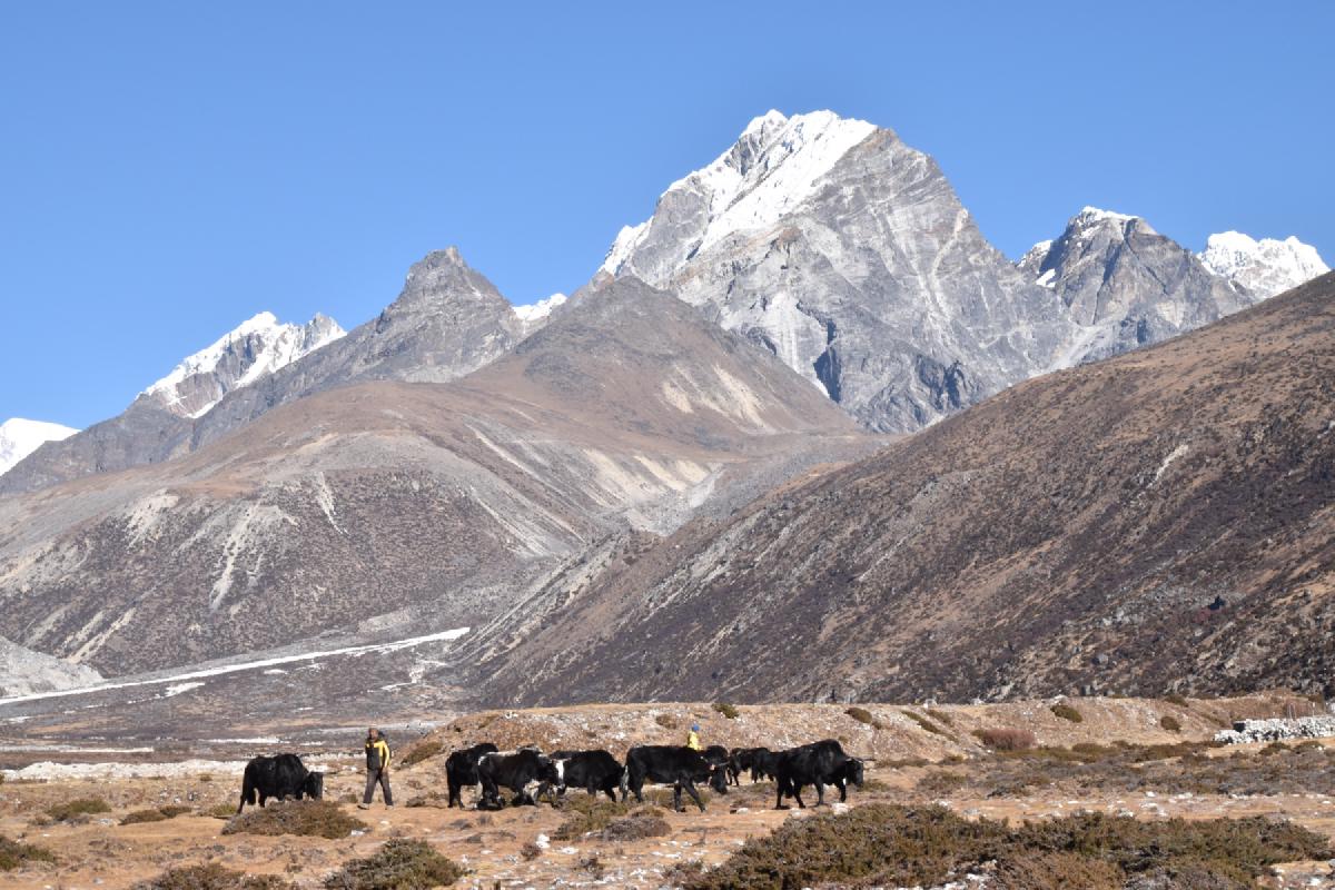 Herder driving black yaks across brown scrubland in Nepal, snow-streaked Himalayan peaks towering behind