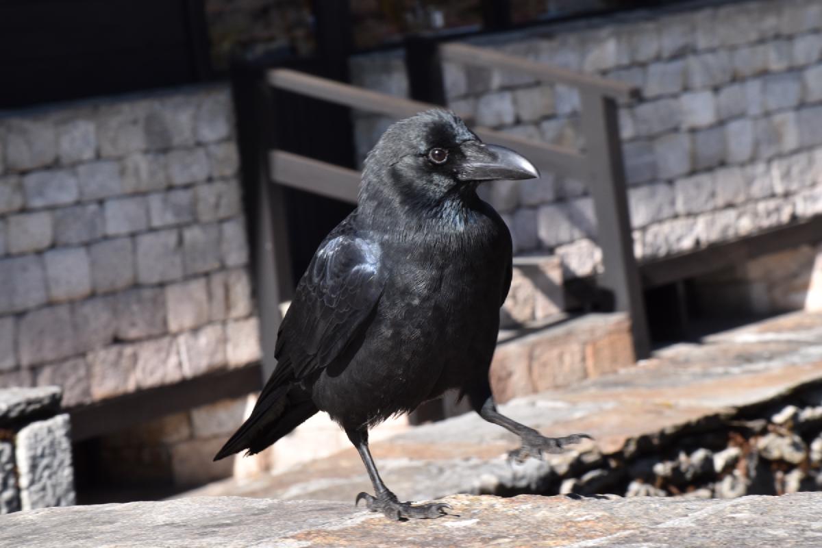 Glossy black crow mid-stride on a sunlit stone ledge in Nepal, stone wall and wooden railing blurred behind