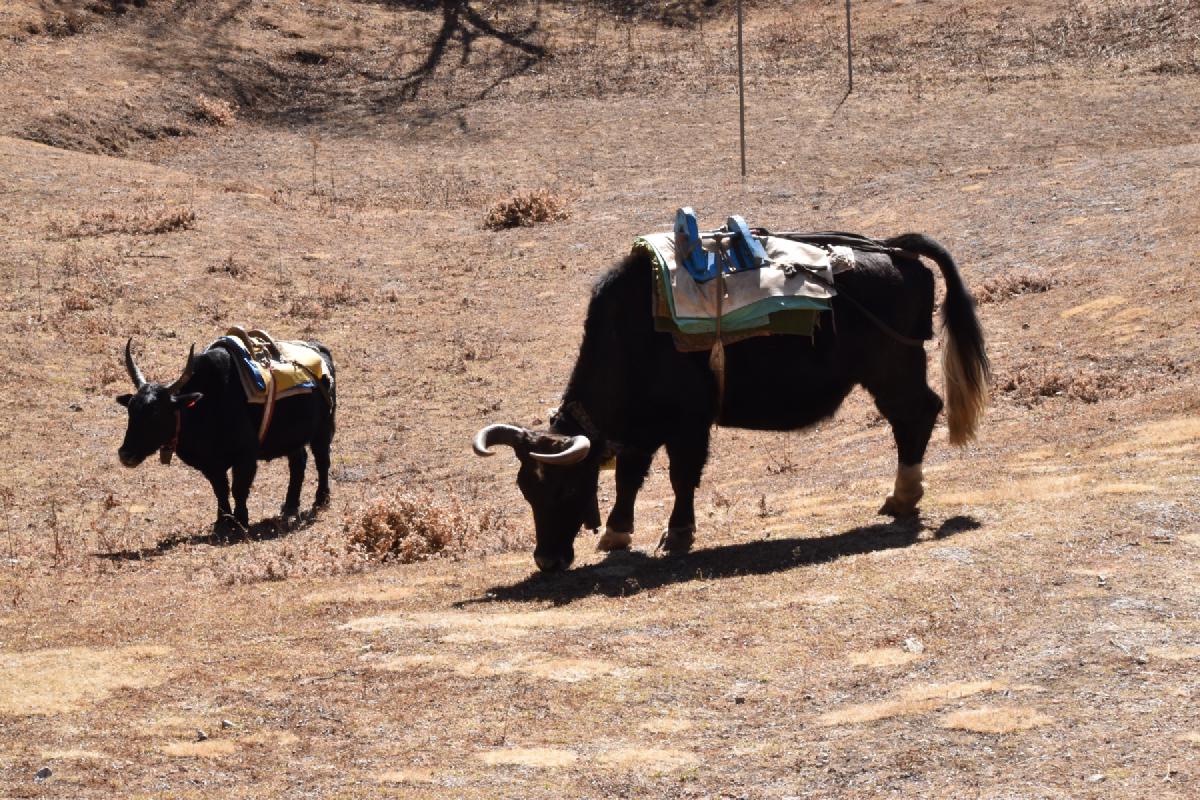 Two black pack yaks with saddles and blankets grazing on a dry, sunlit hillside in Nepal