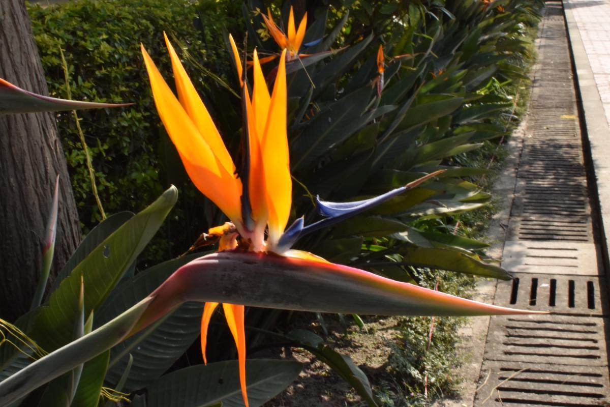 Orange and blue bird-of-paradise flower blooming beside a walkway in Nepal, dense green leaves behind