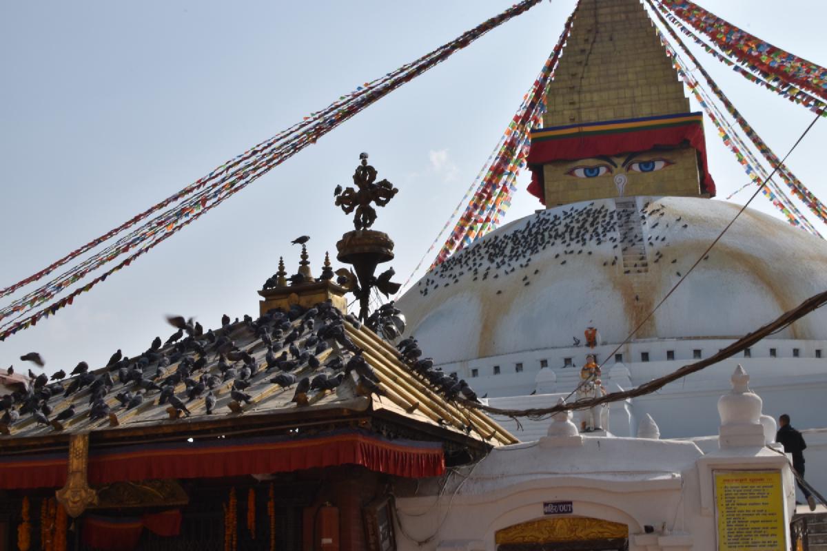 Boudhanath Stupa&rsquo;s painted Buddha eyes and prayer flags rise behind a pigeon-covered temple roof in Kathmandu