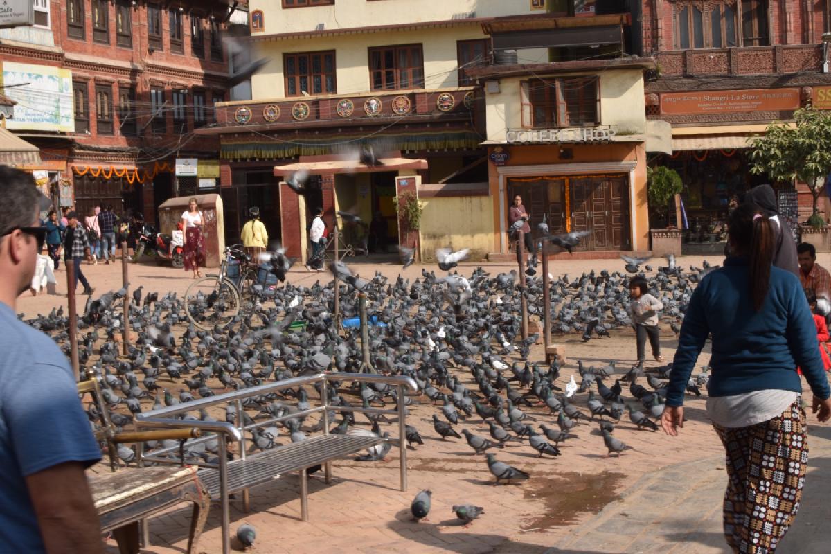 Hundreds of pigeons crowding a brick plaza in Kathmandu as a child runs among them, coffee shop and stores behind