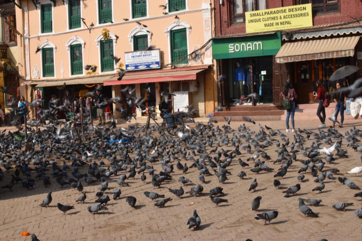 Dense flock of pigeons covering the brick square outside clothing shops in Kathmandu, a few shoppers at the edges