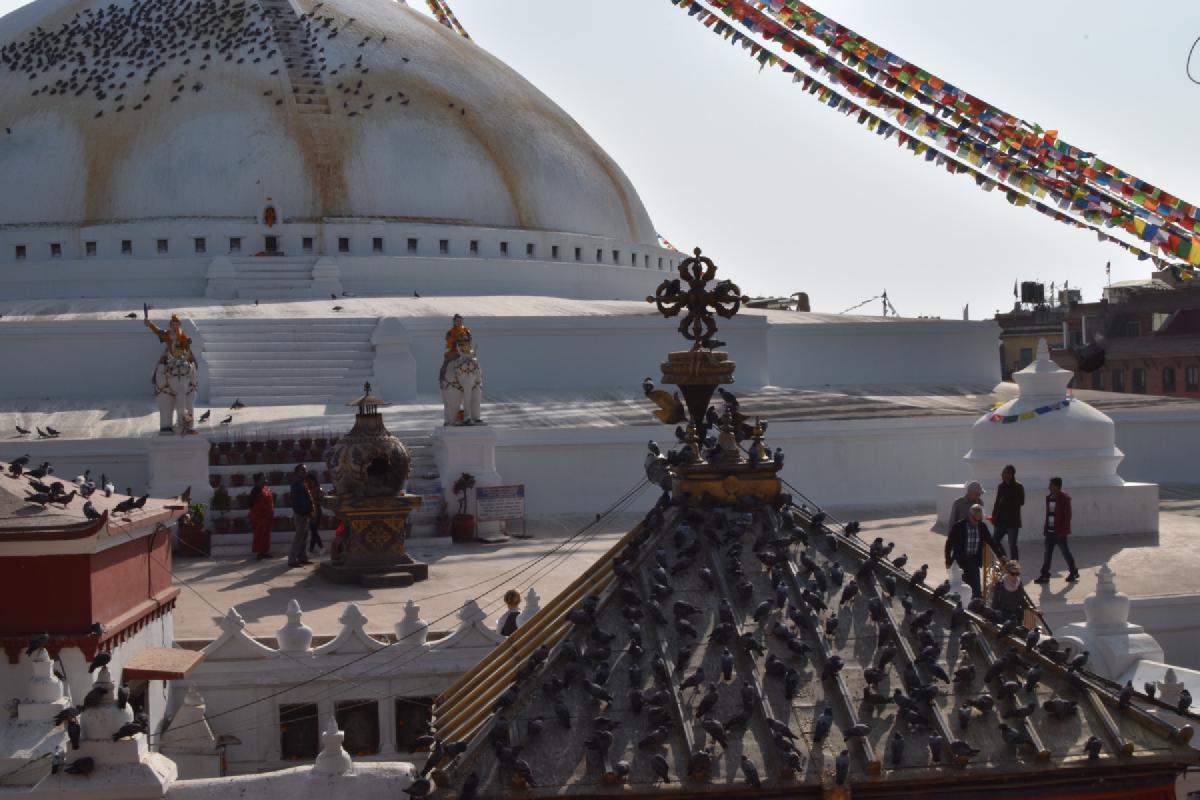 Pigeons blanket a temple roof and the white terraces of Boudhanath Stupa in Kathmandu, elephant statues guarding the steps